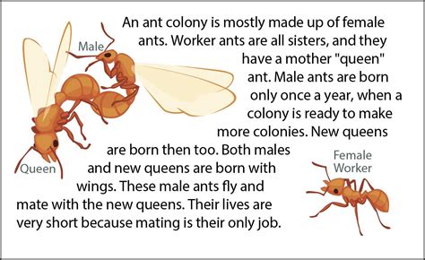 Article: Ant.